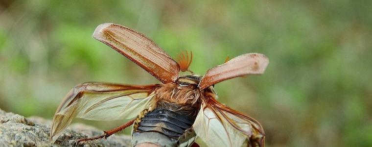 „Fly, Maybug, Fly“