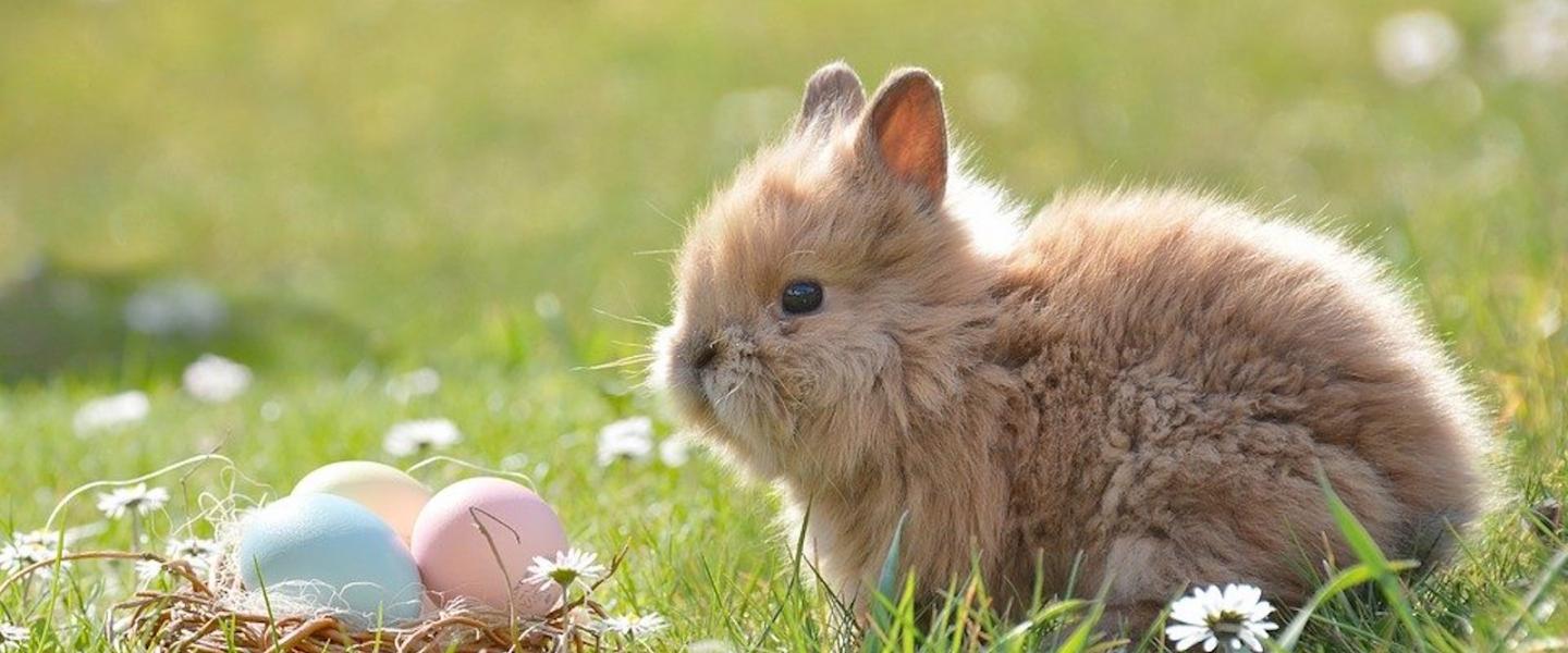 News: Anton wünscht seinen Fans ein frohes Osterfest News: Anton wünscht seinen Fans ein frohes Osterfest