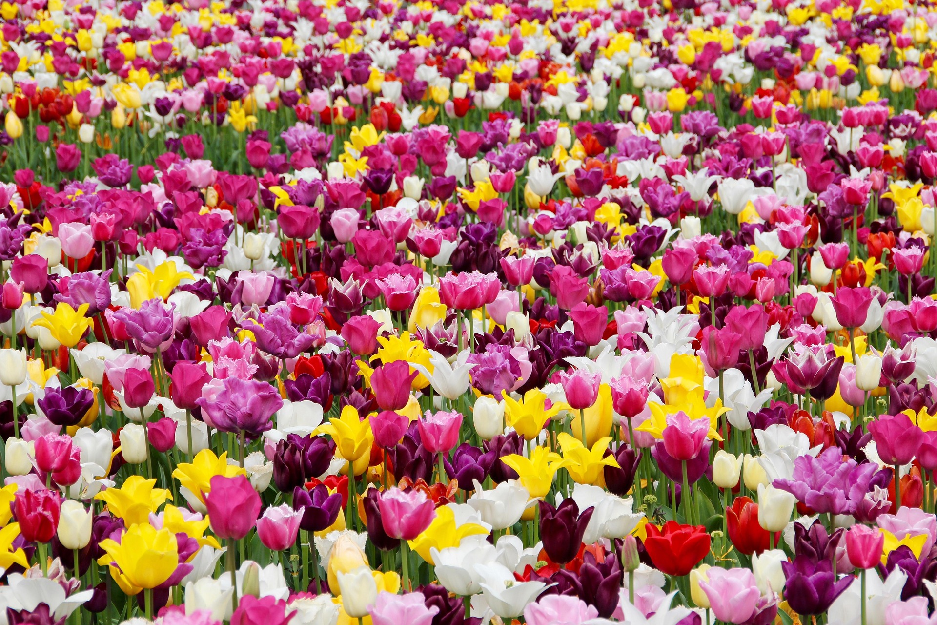 tulips-1405413_1920